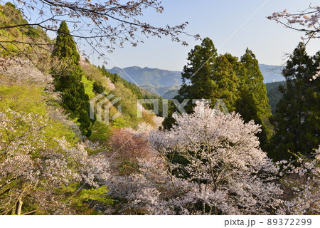 【奈良県吉野山】下千本の桜 89372299