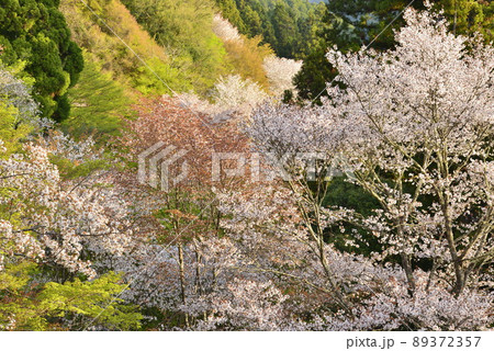 【奈良県吉野山】下千本の桜 【奈良県吉野山】下千本の桜 89372357