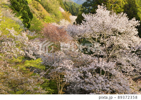 【奈良県吉野山】下千本の桜 【奈良県吉野山】下千本の桜 89372358