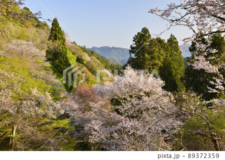 【奈良県吉野山】下千本の桜 89372359