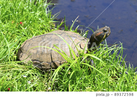 ミシシッピアカミミガメの日光浴 89372598
