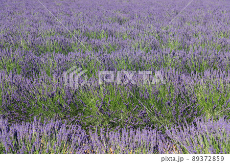The tight and tidy mounds of young lavender soft silver-green foliage and bloomy violet flowers 89372859