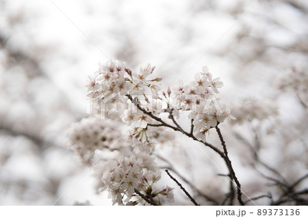 小畑川桜 小畑川桜 89373136