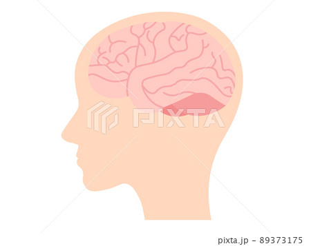 脳みそ 89373175
