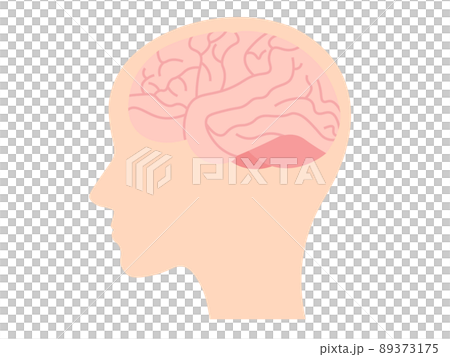 脳みそ 89373175
