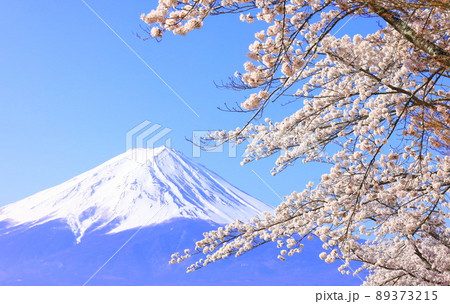 河口湖　富士山と桜 89373215