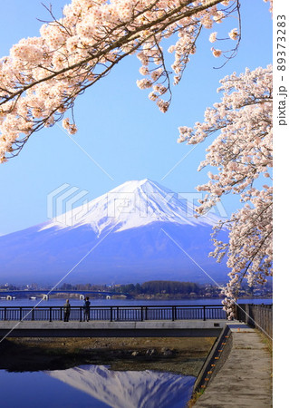 河口湖　富士山と桜 89373283