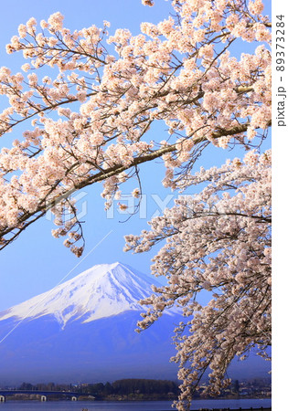 河口湖 富士山と桜 河口湖 富士山と桜 89373284