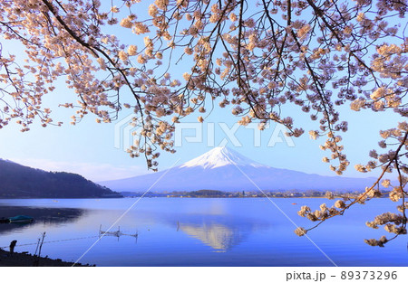 河口湖　富士山と桜 89373296