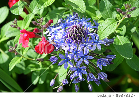 オオツルボ（シラー・ペルビアナ）とサルビア・ミクロフィラ 89373327