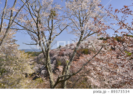 【奈良県吉野山】中千本の桜 【奈良県吉野山】中千本の桜 89373534