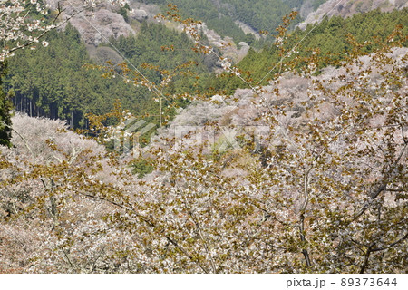 【奈良県吉野山】上千本の桜 【奈良県吉野山】上千本の桜 89373644
