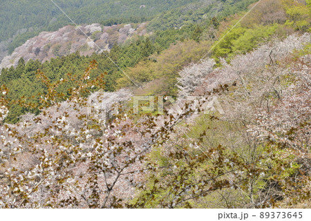 【奈良県吉野山】上千本の桜 【奈良県吉野山】上千本の桜 89373645