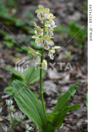 野草 野草 89374144