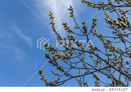 Blooming willow twigs and furry willow-catkins on a background of blue sky. Fluffy soft willow buds in early spring Blooming willow twigs and furry willow-catkins on a background of blue sky. Fluffy soft willow buds in early spring 89374187