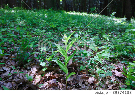 ササバギンラン ササバギンラン 89374188