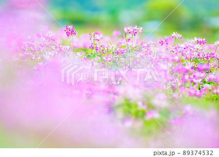 北嵯峨の蓮華畑 89374532