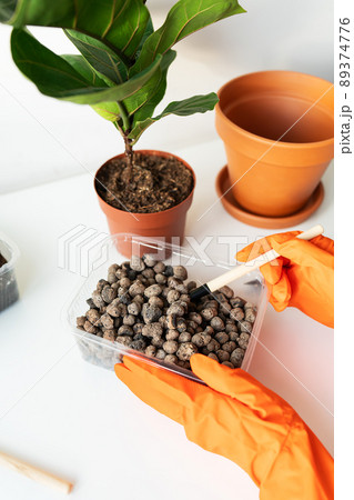 The process of transplanting a flowerpot-ficus lyrata. Hands holding a ficus transplant. Potted home plant ficus lyrata. Home gardening. Plants that are air purifiers. 89374776