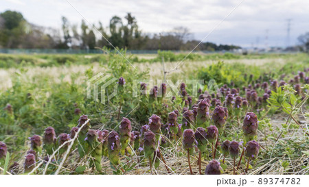ヒメオドリコソウが咲く田舎の春の風景/シソ科 ヒメオドリコソウが咲く田舎の春の風景/シソ科 89374782