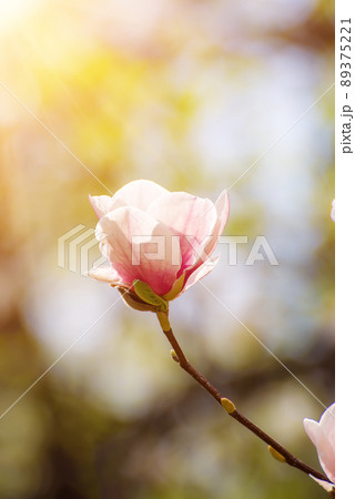 Magnolia spring flowers 89375221