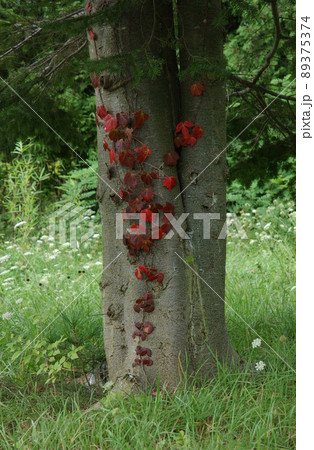 寄ら葉大樹のツタ 89375374