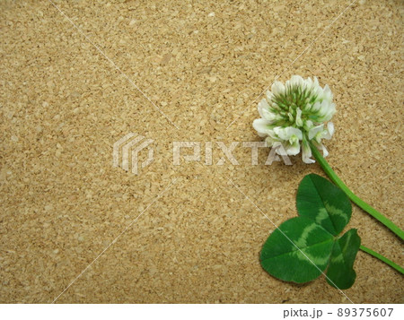 コルクボードの背景にシロツメクサの白い花とクローバーの葉のコピースペースの写真素材 コルクボードの背景にシロツメクサの白い花とクローバーの葉のコピースペースの写真素材