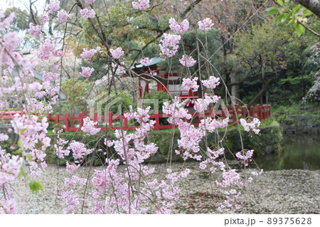 枝垂れ桜と水面に浮かぶ花びら 89375628