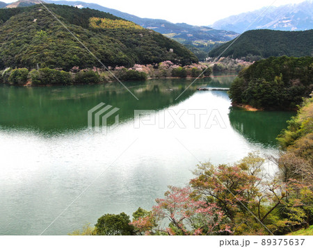 市房ダム湖周辺の桜並木の空撮 89375637