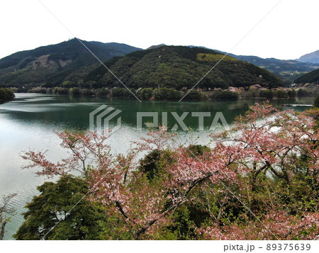 市房ダム湖湖畔周辺の桜並木の空撮 市房ダム湖湖畔周辺の桜並木の空撮 89375639