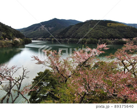 市房ダム湖湖畔周辺の桜並木の空撮 市房ダム湖湖畔周辺の桜並木の空撮 89375640