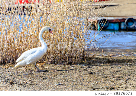 山中湖の白鳥 山梨県山中湖村 山中湖の白鳥 山梨県山中湖村 89376073
