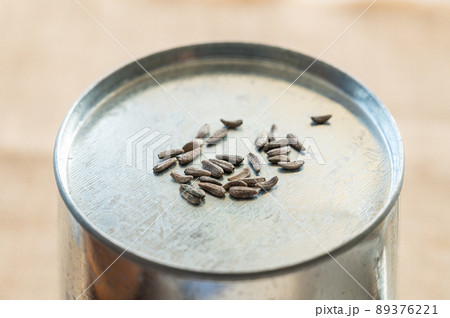 葉ごぼうの種 89376221