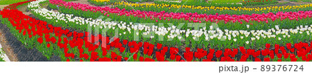 色とりどりのチューリップの花が咲く花壇パノラマで 89376724