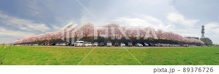 福岡県直方市の遠賀川河川敷の桜並木パノラマで 福岡県直方市の遠賀川河川敷の桜並木パノラマで 89376726