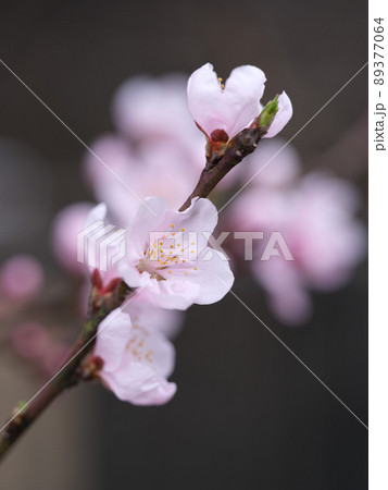 春です 今年も桜が咲きました 春です 今年も桜が咲きました 89377064