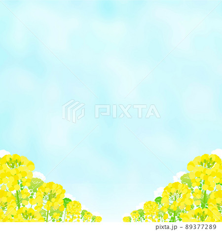 菜の花畑と青空の風景 菜の花畑と青空の風景 89377289