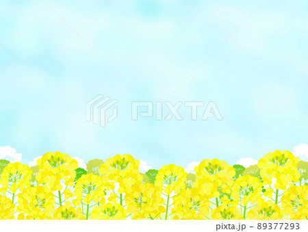 菜の花畑と青空の風景 89377293