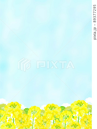 菜の花畑と青空の風景 菜の花畑と青空の風景 89377295