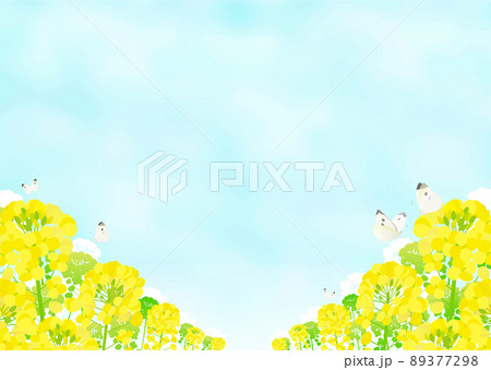 菜の花畑とモンシロチョウと青空の風景 菜の花畑とモンシロチョウと青空の風景 89377298