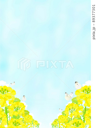 菜の花畑とモンシロチョウと青空の風景 89377301