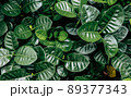 Leaves dark color vintage and beautiful color in nature background 89377343