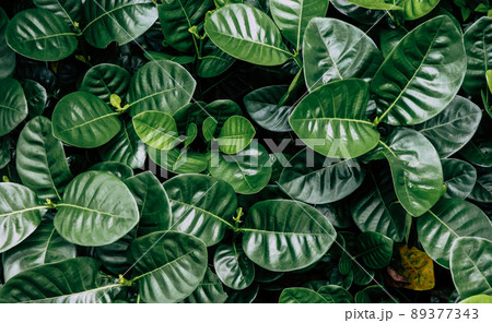 Leaves dark color vintage and beautiful color in nature background Leaves dark color vintage and beautiful color in nature background 89377343