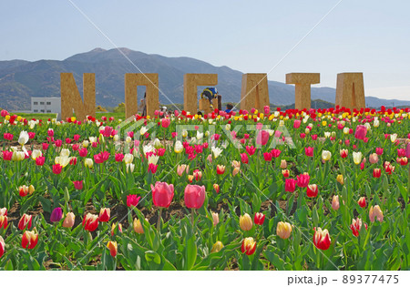 福岡県直方市の遠賀川河川敷のチューリップフェア 福岡県直方市の遠賀川河川敷のチューリップフェア 89377475