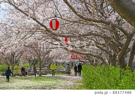 福岡県直方市遠賀川河川敷の桜並木の風景 89377486