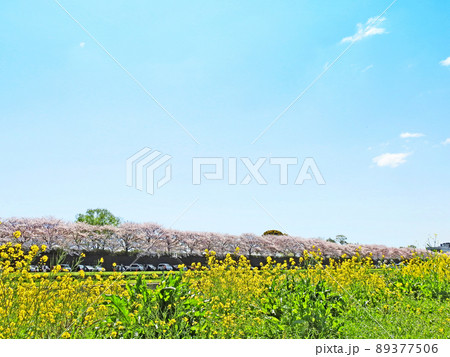 福岡県直方市遠賀川河川敷の桜並木と菜の花と青空 福岡県直方市遠賀川河川敷の桜並木と菜の花と青空 89377506