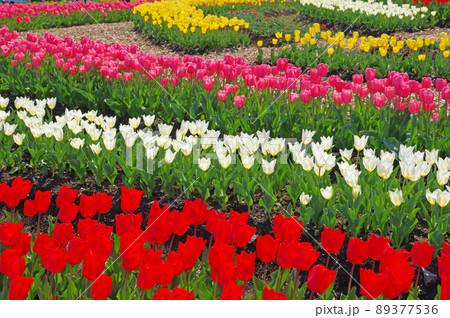 色とりどりの花が咲く春のチューリップ畑 色とりどりの花が咲く春のチューリップ畑 89377536