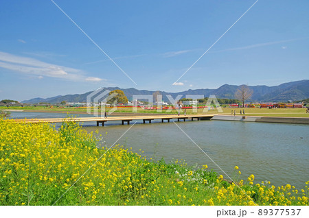 福岡県直方市の遠賀川河川敷の菜の花とチューリップフェアの風景 福岡県直方市の遠賀川河川敷の菜の花とチューリップフェアの風景 89377537