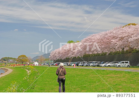福岡県直方市の遠賀川河川敷の桜並木とチューリップフェアの会場 福岡県直方市の遠賀川河川敷の桜並木とチューリップフェアの会場 89377551