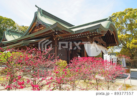 キクモモが美しく咲く福岡県直方市の多賀神社拝殿 89377557
