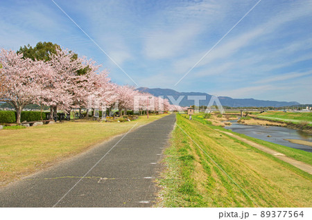福岡県宮若市の一級河川犬鳴川河川公園桜並木 89377564